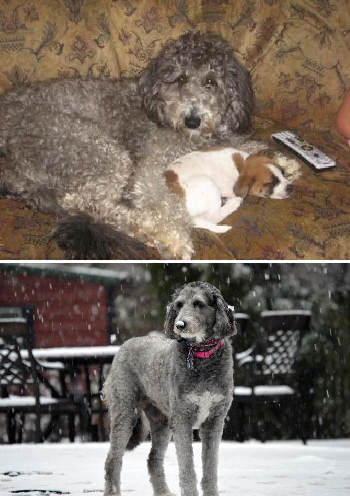 Before After Adoption 224 63Ff4E38A8Cc9 700