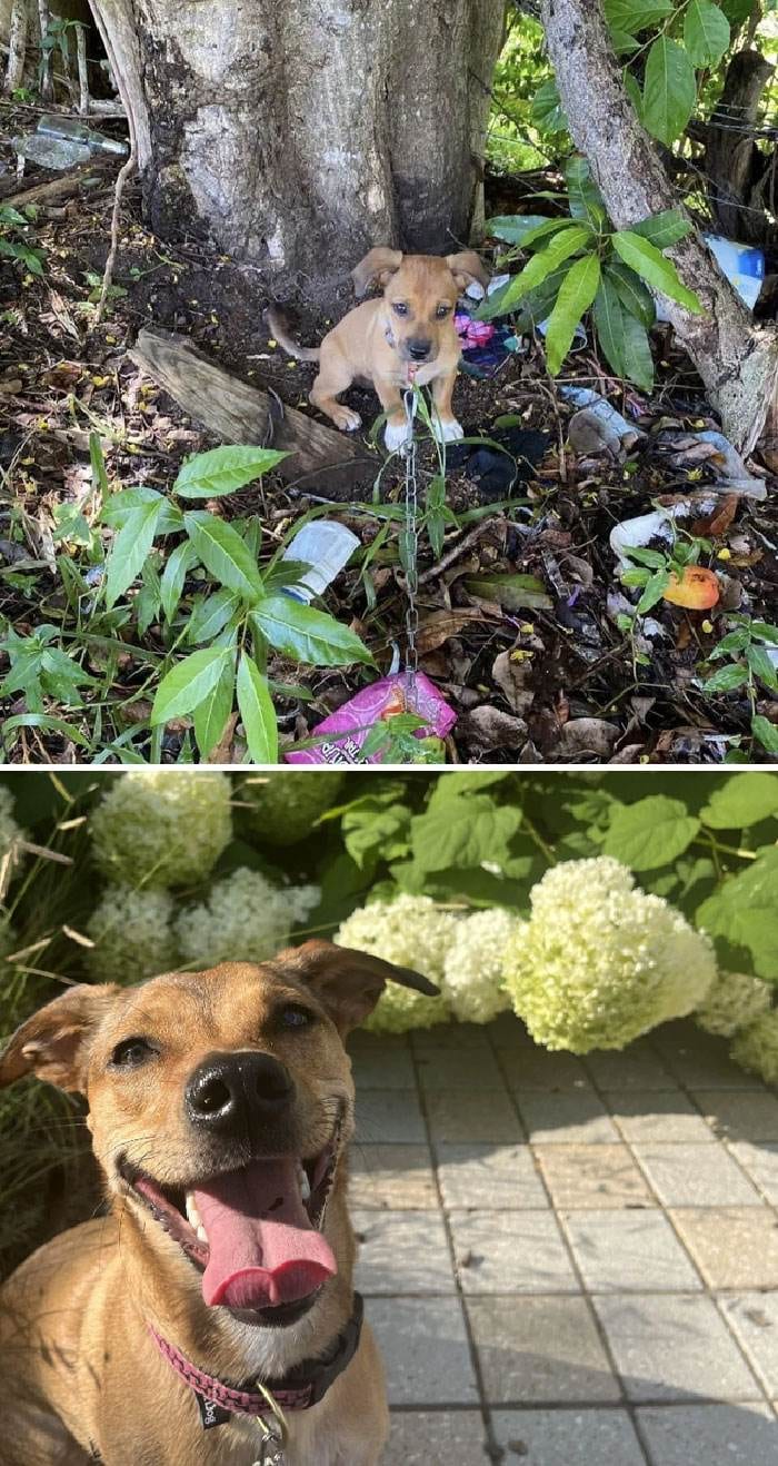 Before After Adoption 256 63Ff5Cadb6591 700