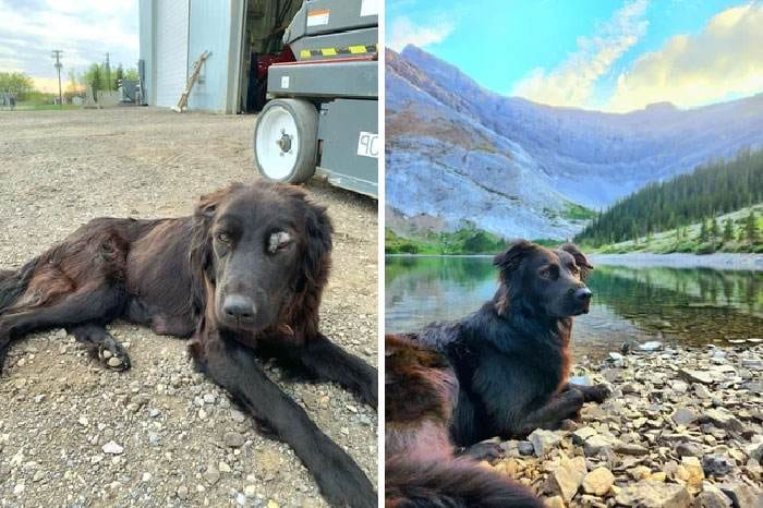 Before After Adoption 4 63Fdb38B8D259 700