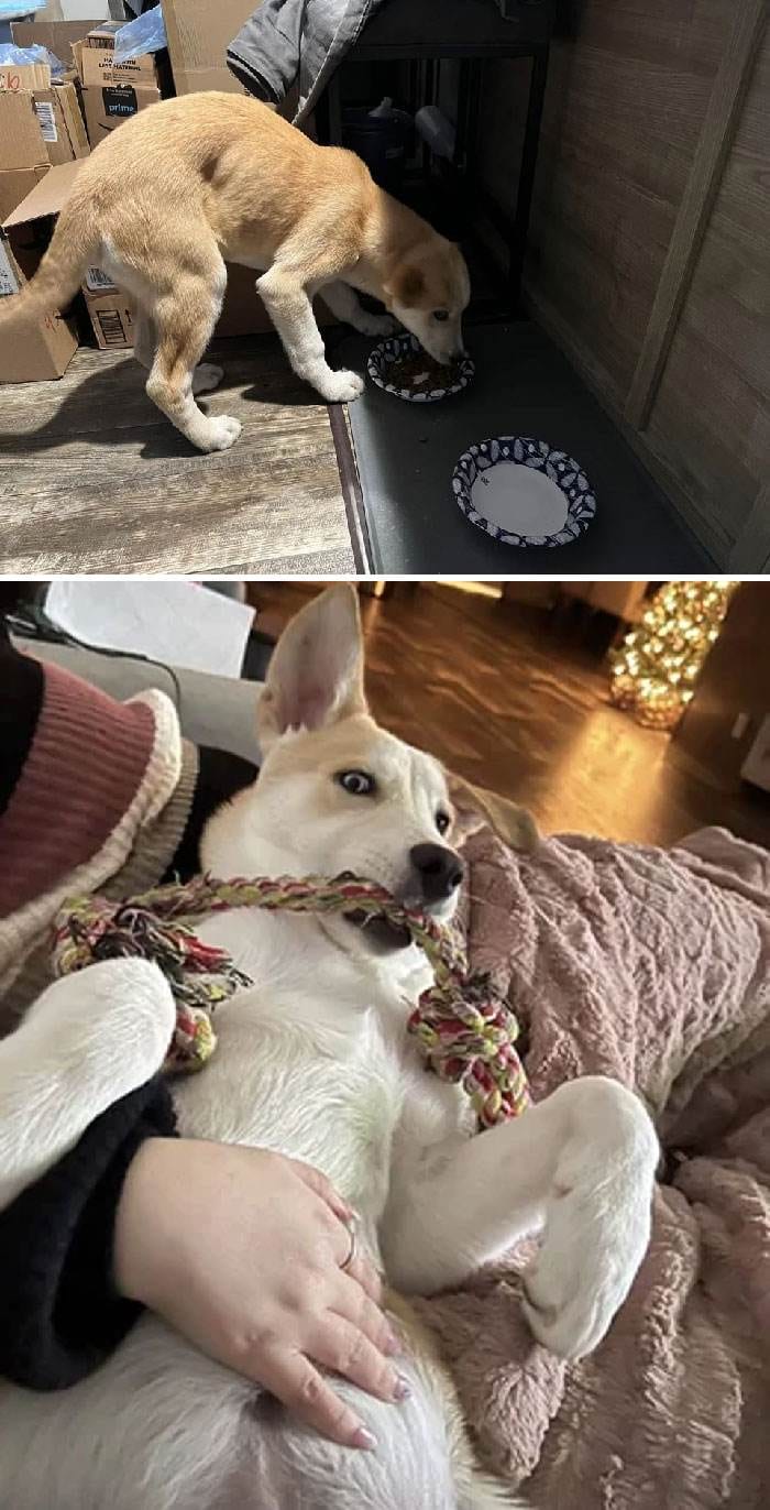 Before After Adoption 40 63Fdf7885F115 700