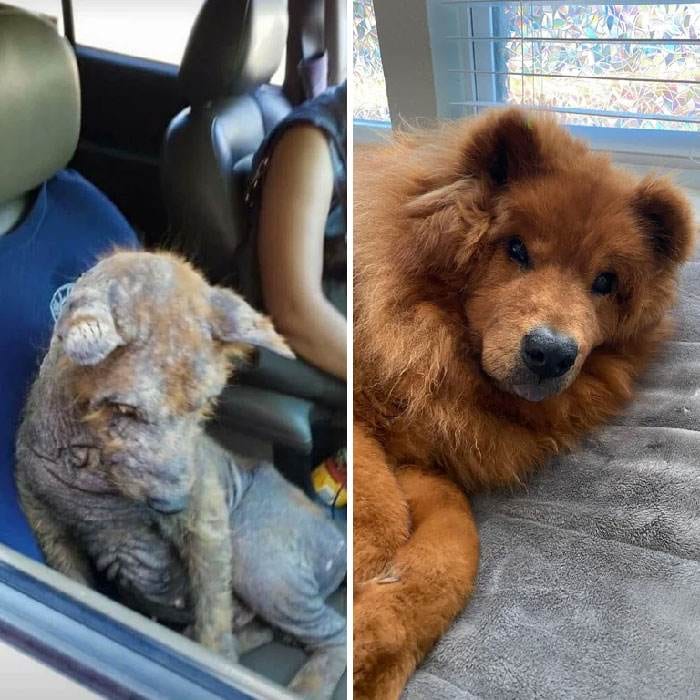 Before After Adoption 5 63Fdb9Fc59Fc6 700