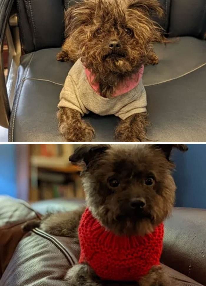 Before After Adoption 52 63Fdfbe591Eb3 700