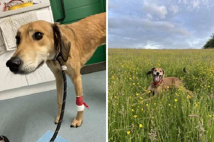 Before After Adoption 6 63Fdbaa1B99C5 700