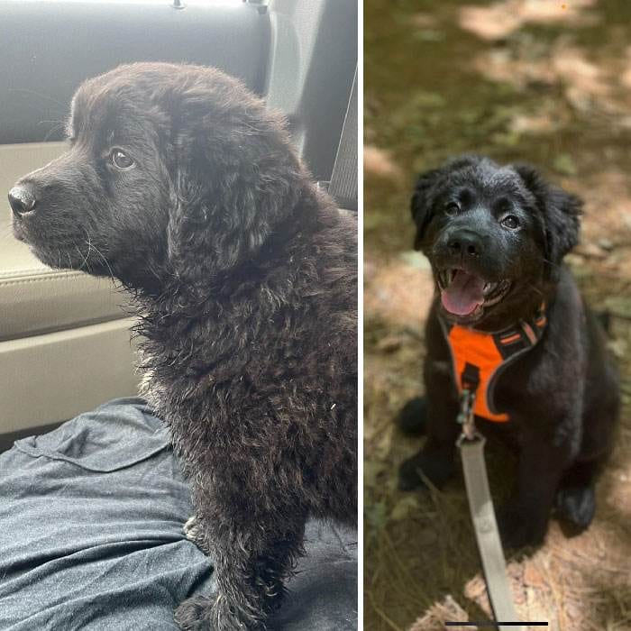 Before After Adoption 7 63Fdbadc05826 700