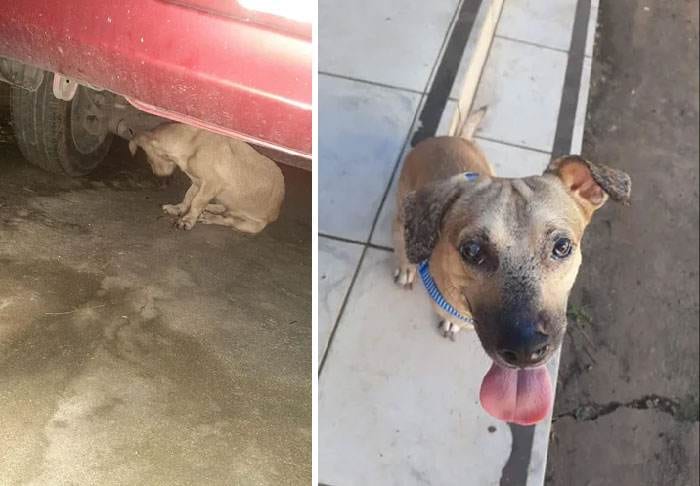 Before After Adoption 85 63Fe12D805Ef3 700