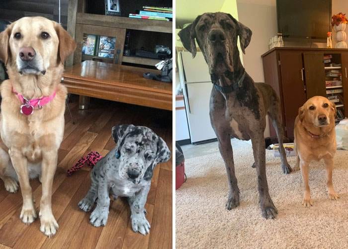 Funny Dogs Great Danes Pics 1 63D23B88Bfb44 700
