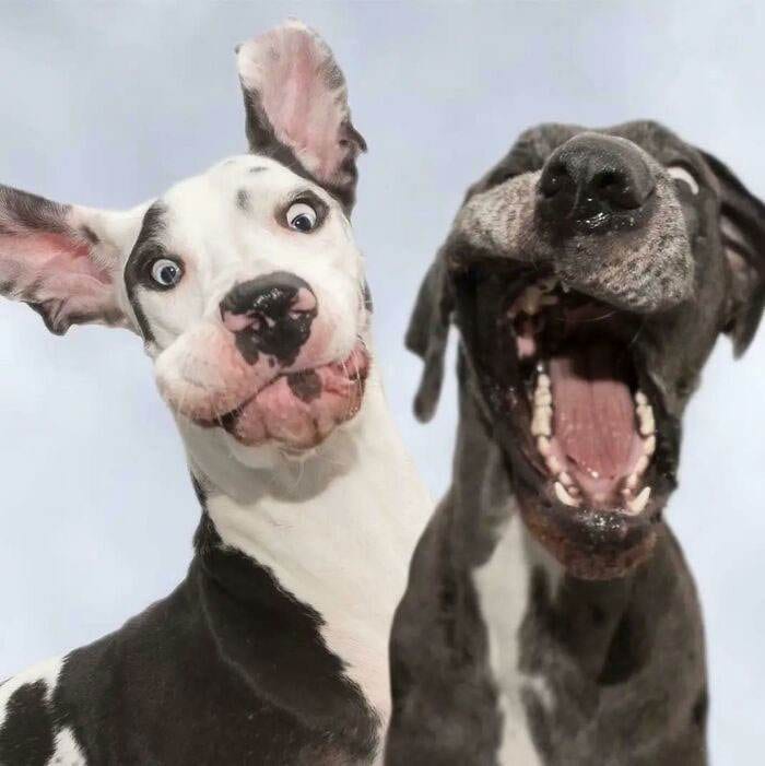 Funny Dogs Great Danes Pics 1 63F5E7Dded152 700