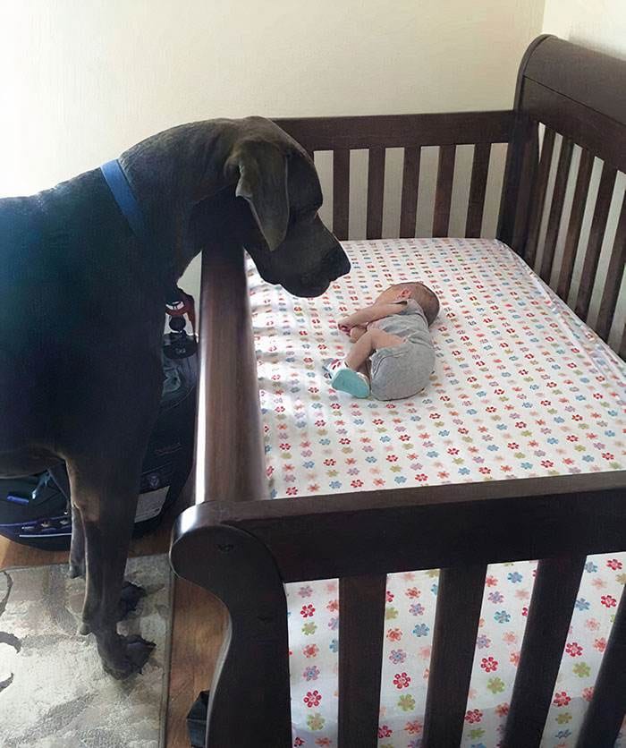 Funny Dogs Great Danes Pics 109 63Dbc92B51018 700