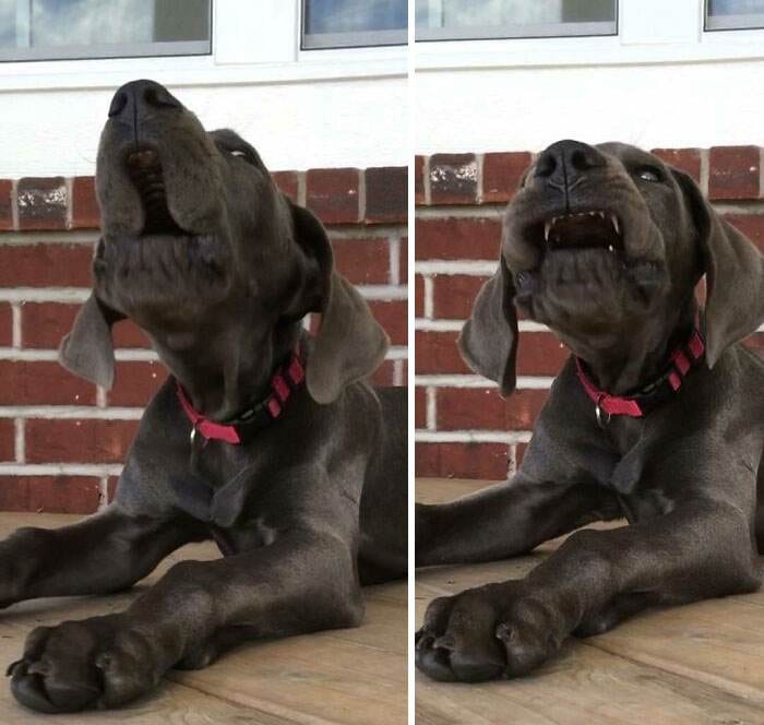 Funny Dogs Great Danes Pics 14 64005700Da84B 700