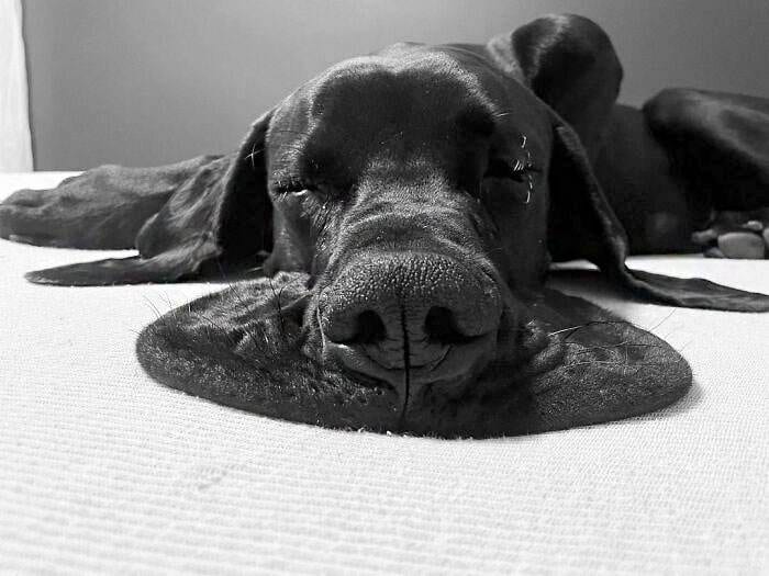 Funny Dogs Great Danes Pics 27 63F610B8Aaf31 700