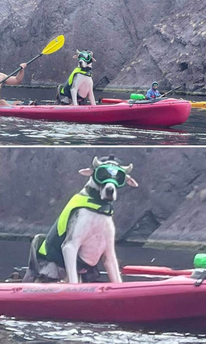 Funny Dogs Great Danes Pics 3 63D23C35C1645 700