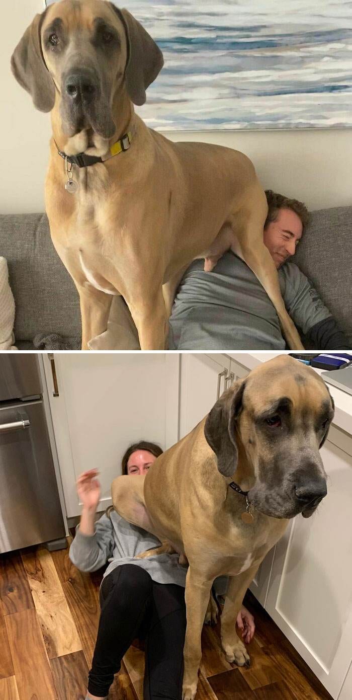 Funny Dogs Great Danes Pics 5 63Ff730612C70 700