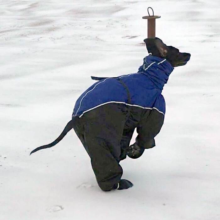 Funny Dogs Great Danes Pics 6 63F5Efc4730A7 700