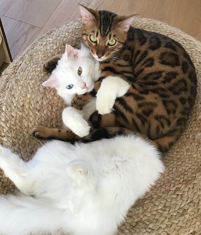 64253F59B1865 Funny Jealous Pets