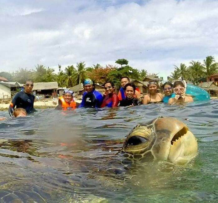 642A807Aac306 Animals Being Derps