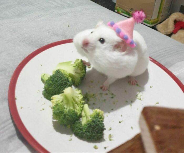 30 Adorable Times People Spotted Animals Being Cute