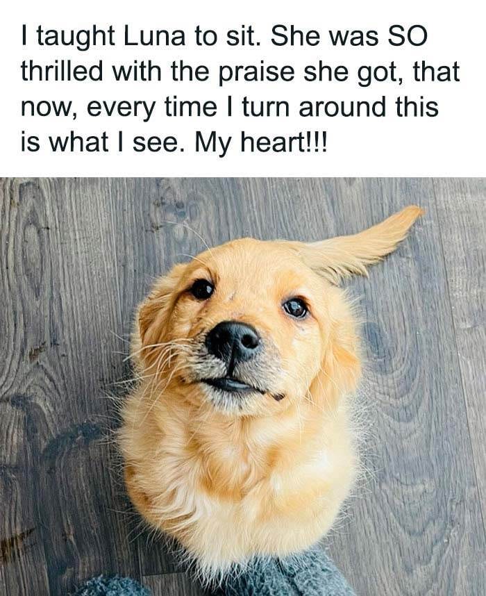 Funny Small Animal Memes 17 642C1A317C734 700