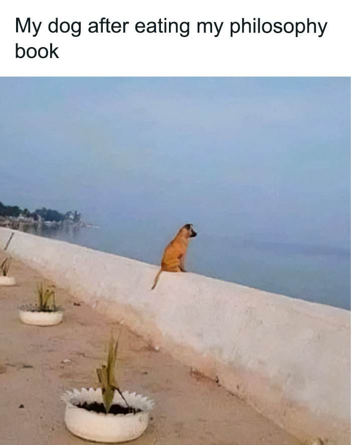 Funny Small Animal Memes 23 642C06E8Bef02 700