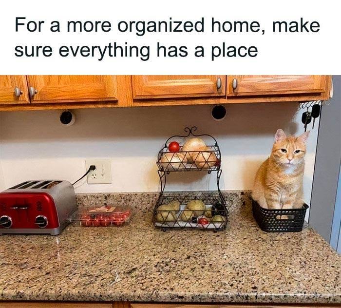 Funny Small Animal Memes 3 642C1C783D77E 700