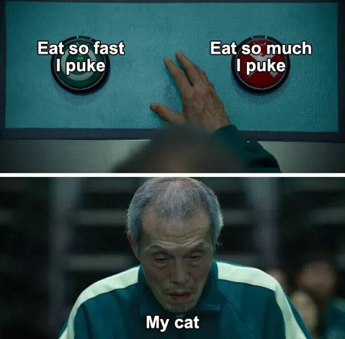 Funny Small Animal Memes 6 642Bff5Ccc285 700