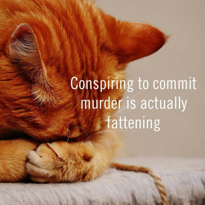 I Made 30 Funny Quotes Using A Quote Generator 63E59748954A7 700
