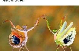 Introvert Memes By Allabintroverts 28 642Bc1862D940 700