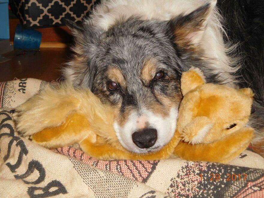 30 Wholesome Photos Of Cute Old Dogs That Might Just Make Your Day