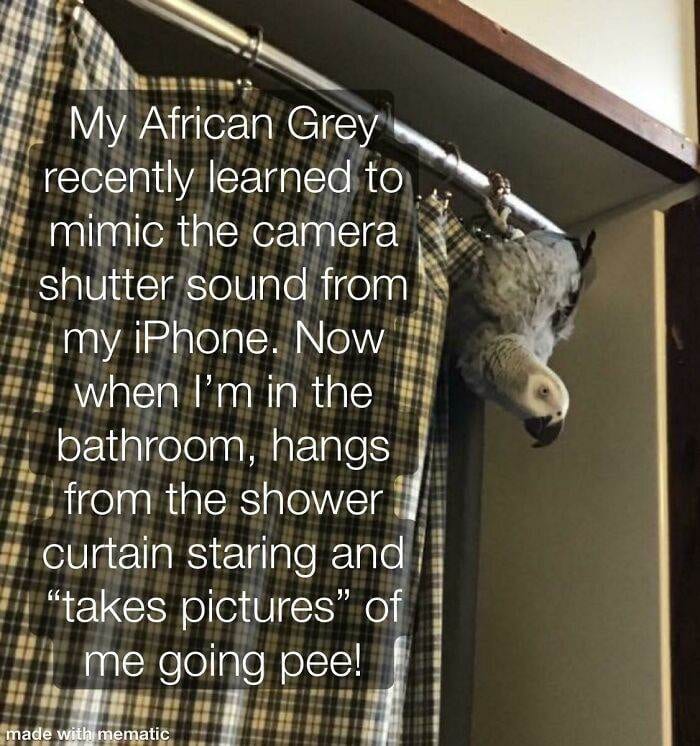 30 Extremely Funny Times Birds Were Caught Being Jerks