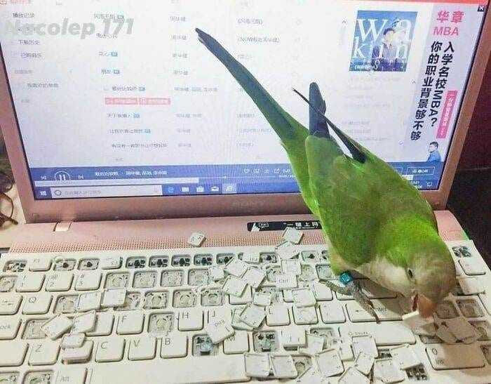 30 Extremely Funny Times Birds Were Caught Being Jerks