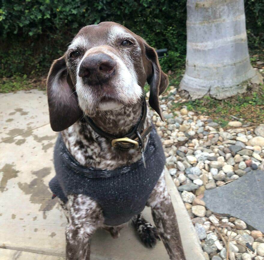 30 Wholesome Photos Of Cute Old Dogs That Might Just Make Your Day