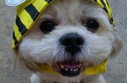 645249C2B5F16 Cute Old Dogs Part 1 880