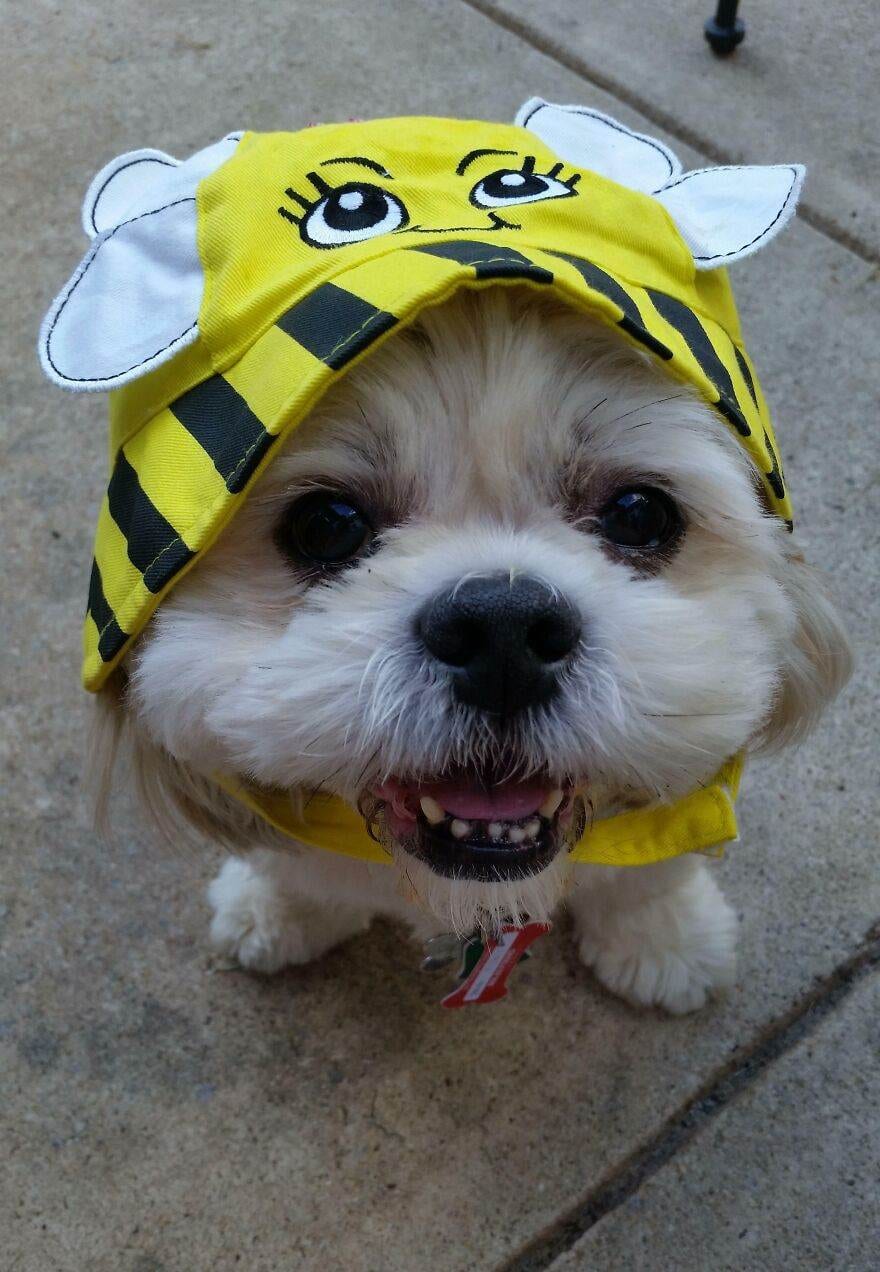645249C2B5F16 Cute Old Dogs Part 1 880