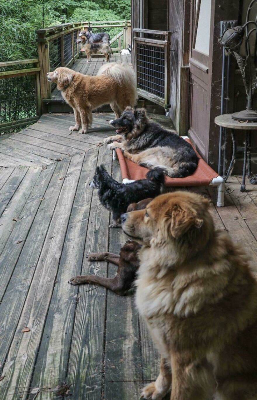 30 Wholesome Photos Of Cute Old Dogs That Might Just Make Your Day