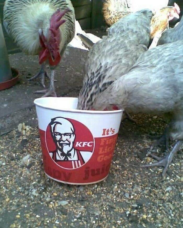 50 Of The Absolute Worst But Funny Pictures You Will See Today 