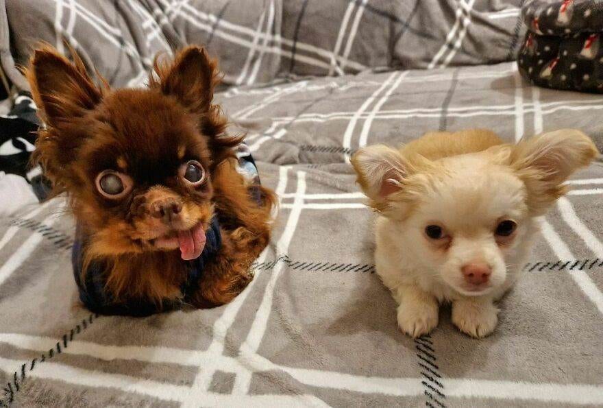 30 Wholesome Photos Of Cute Old Dogs That Might Just Make Your Day