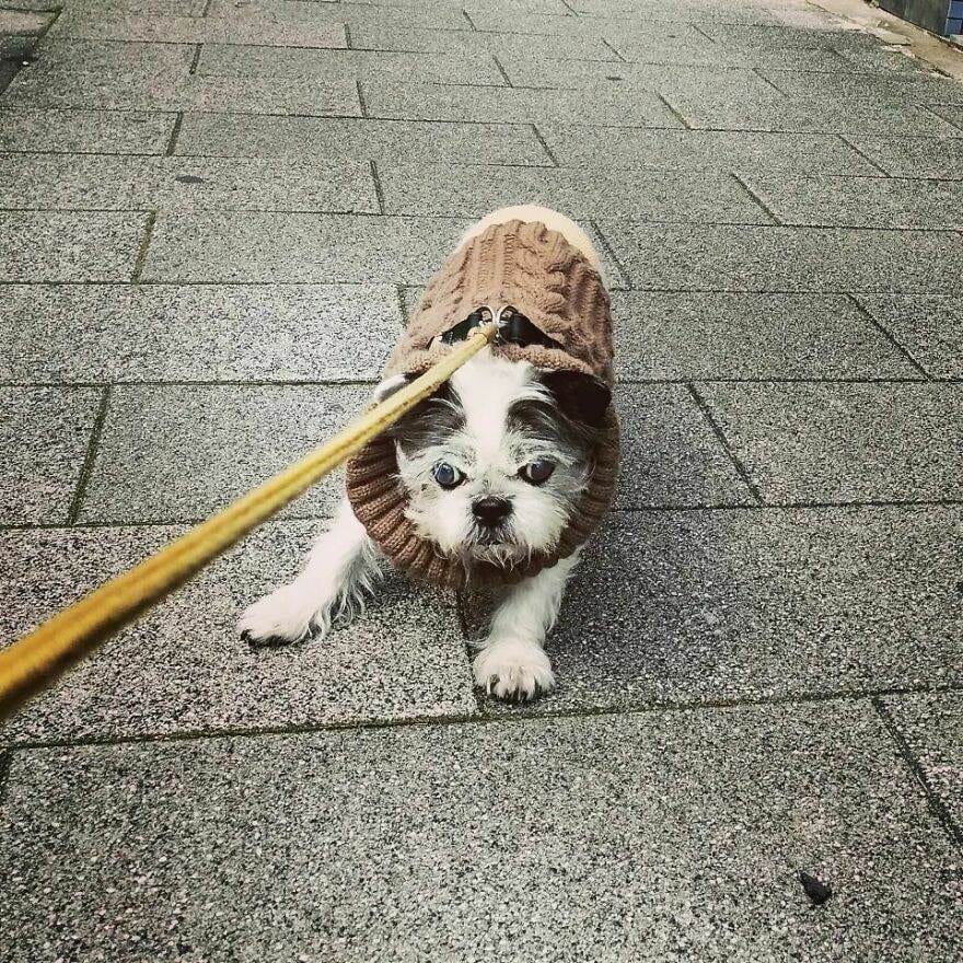 30 Absolutely Adorable Doggy Pics To Make Your Day Better
