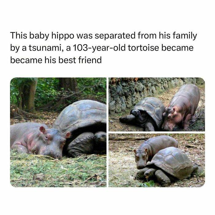30 Wholesome Pics And Memes To Heal Your Soul