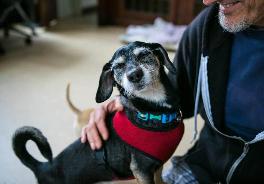 Cute Old Dogs 5 63F386B8Ee721 880