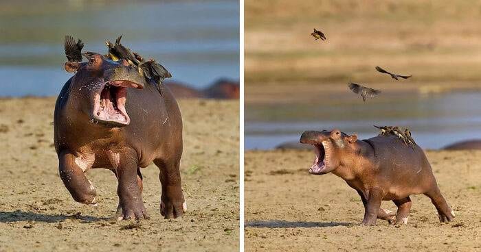 Hilarious Bird Pictures 1 644Bbbca985Eb 700