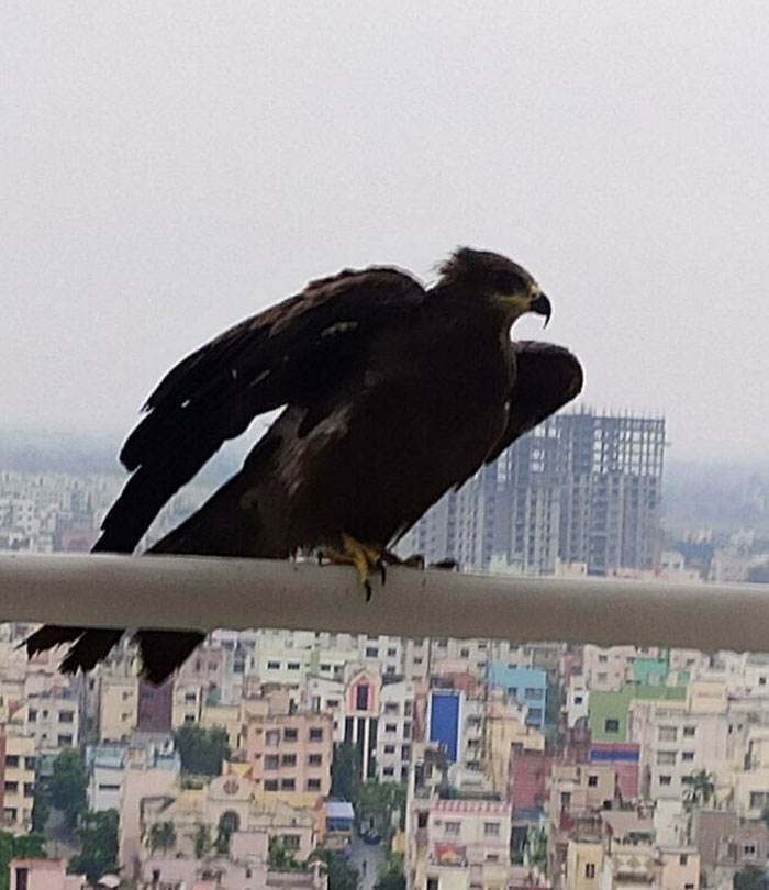 Hilarious Bird Pictures 5 644Bbf86D1F33 700