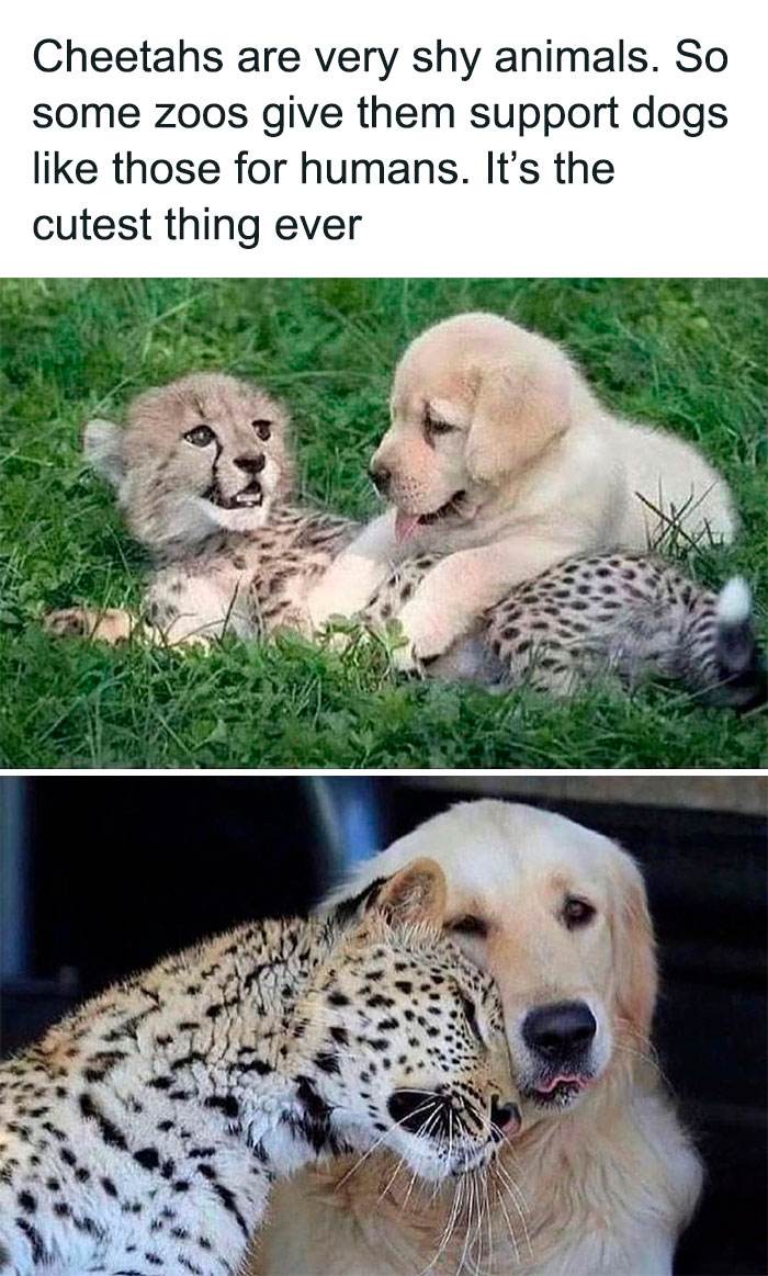 Wholesome Memes Hurtingsouls 91 645B9B558Efd0 700