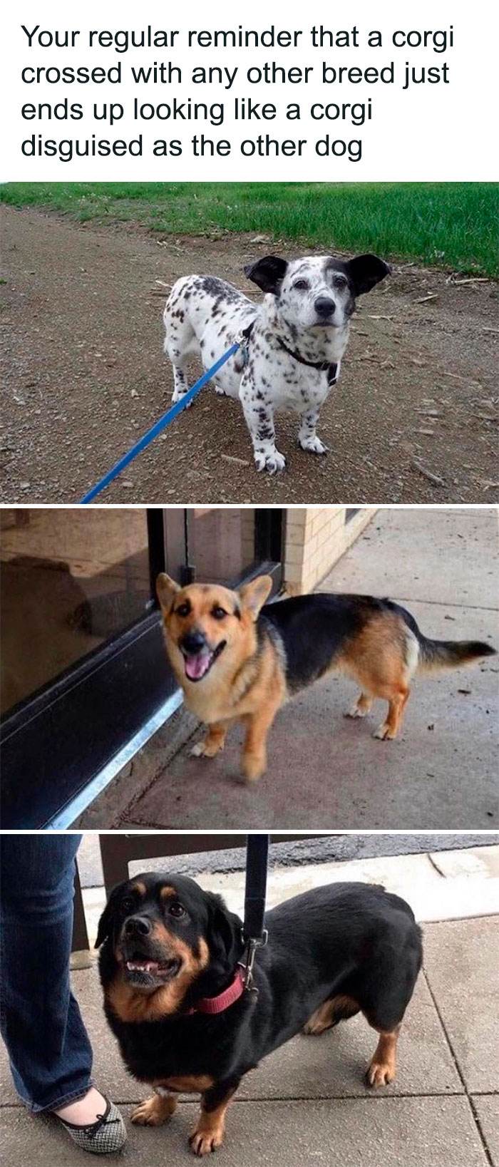 30 Wholesome Pics And Memes To Heal Your Soul