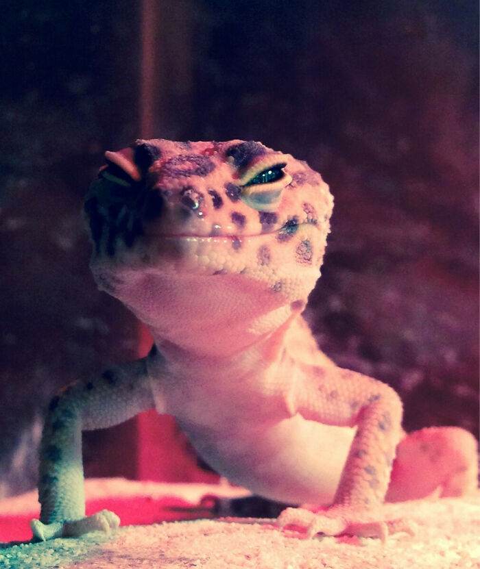 30 Funny Skeptical Animals To Improve Your Day