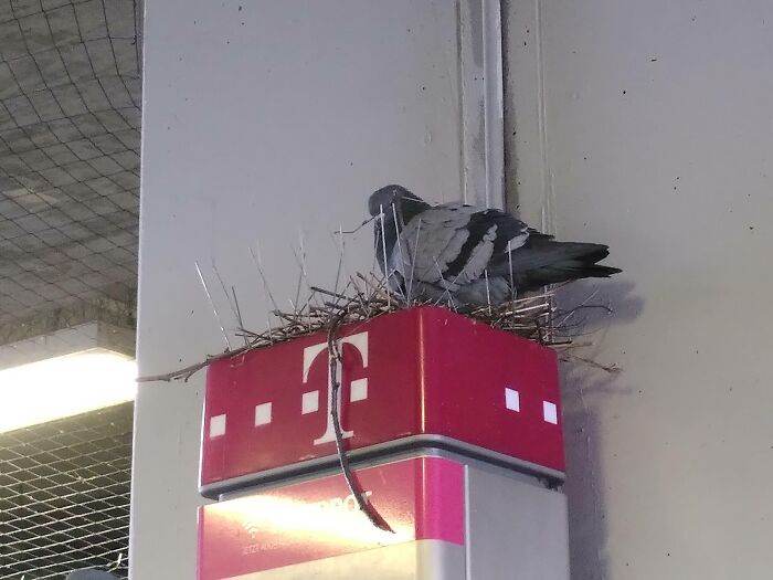 64663B52D8Ce3 Funny Bird Nests Unusual Places