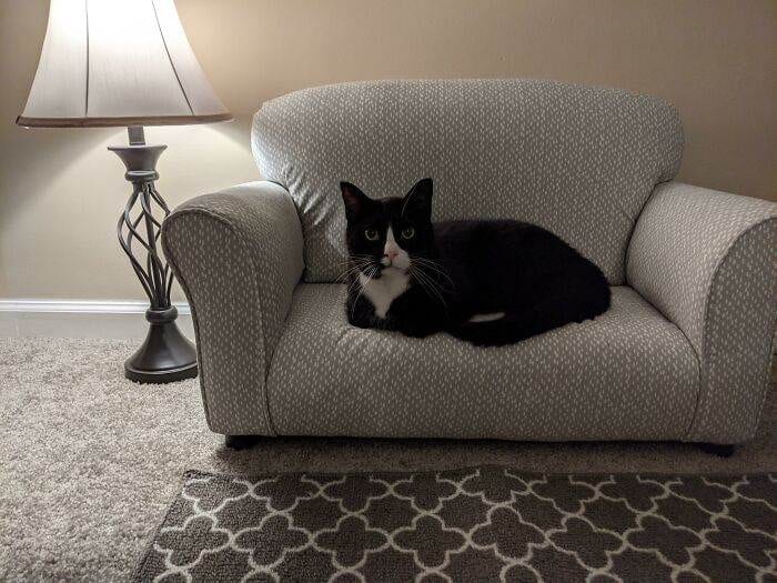 30 Adorable Tiny Beds, Sofas, And More Furniture Made Just For Cats 