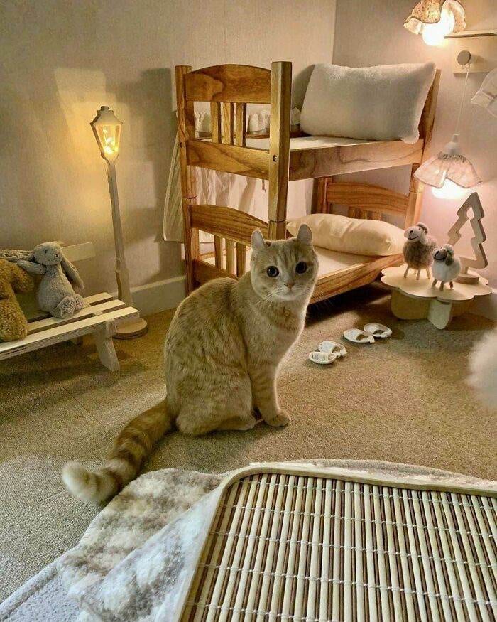 30 Adorable Tiny Beds, Sofas, And More Furniture Made Just For Cats 