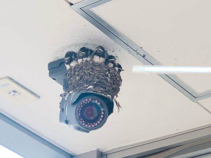 646789A0B659B Funny Bird Nests Unusual Places