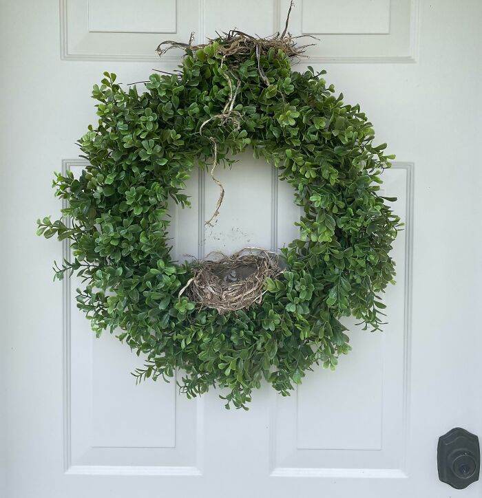 64678B227507B Funny Bird Nests Unusual Places