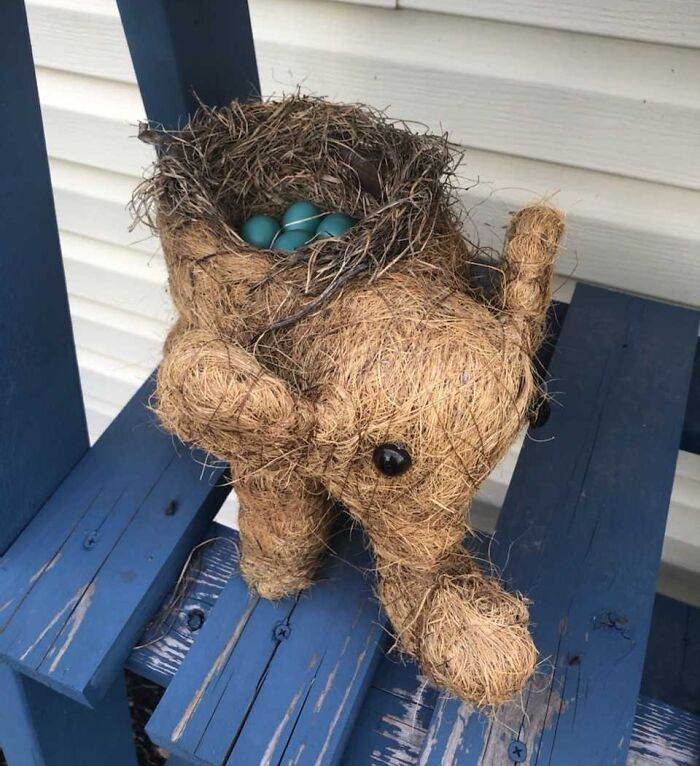 64678D18745E1 Funny Bird Nests Unusual Places