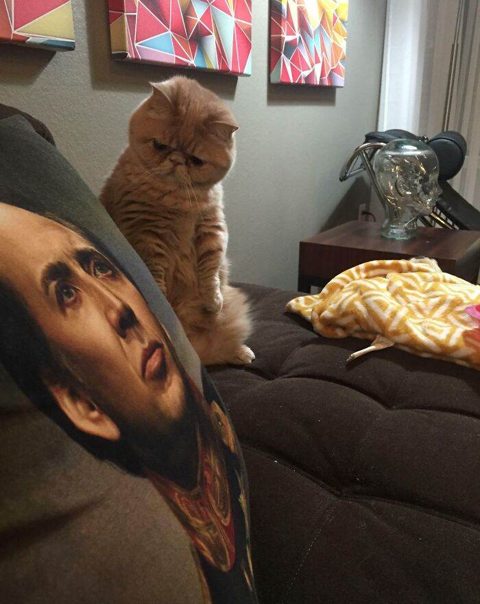 646Cb656B9Df6 Funny Skeptical Animals